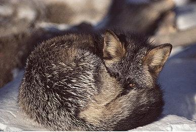 《合金弹头：战略版》试玩版上线Steam 限时体验